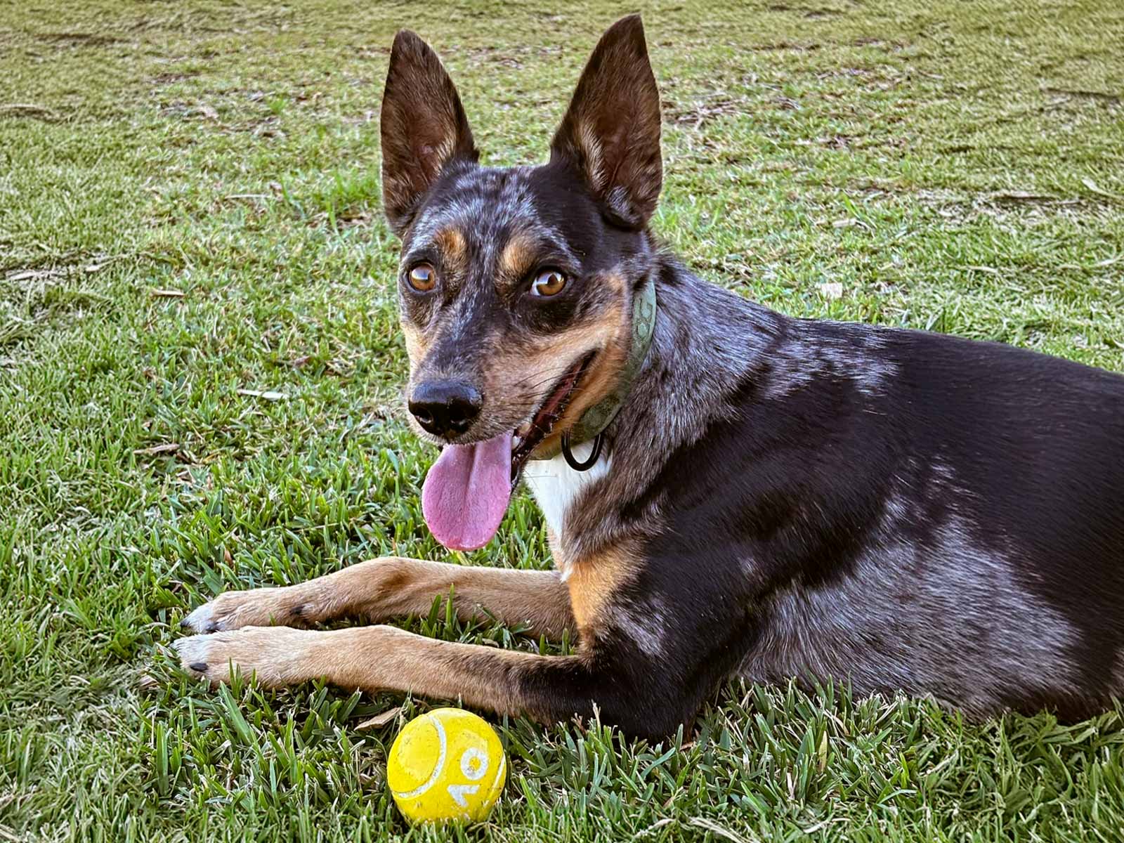 Weekday Pet Day Care: Pet Owner's Home (Special Rate)