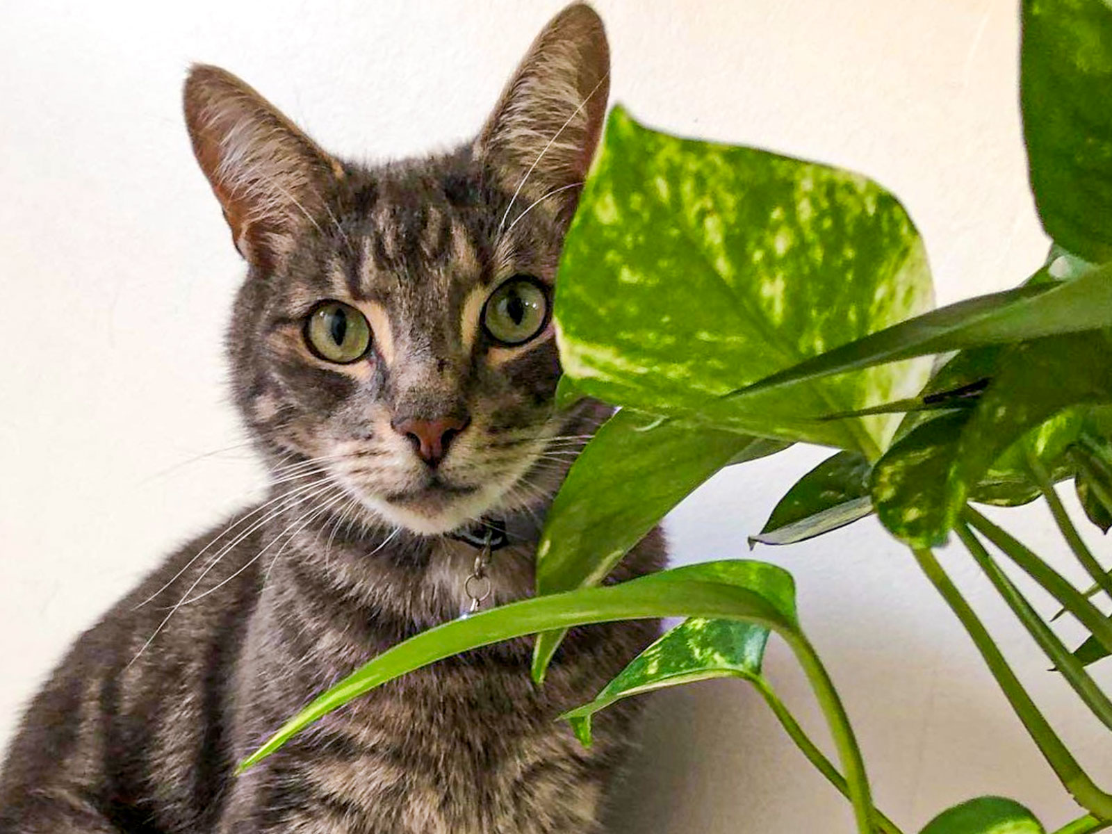 Overnight Stay Extended: Pet Owner's Premise (7+ Day Special Rate)