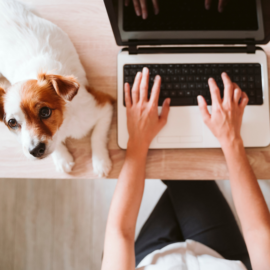 Trail Sniffers pet services