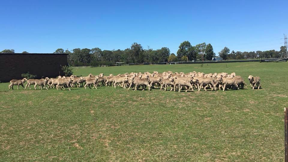 NSW Herding Association - professional pet services