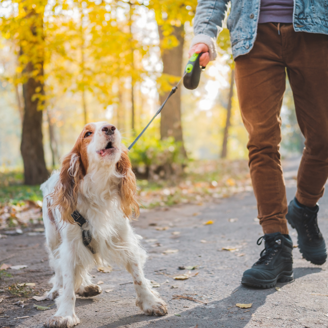 Trail Sniffers pet services