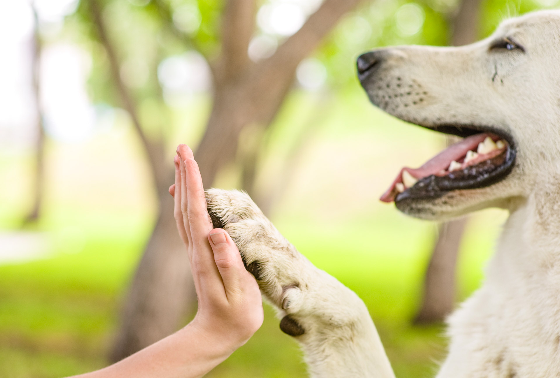 Initial Training Consultation