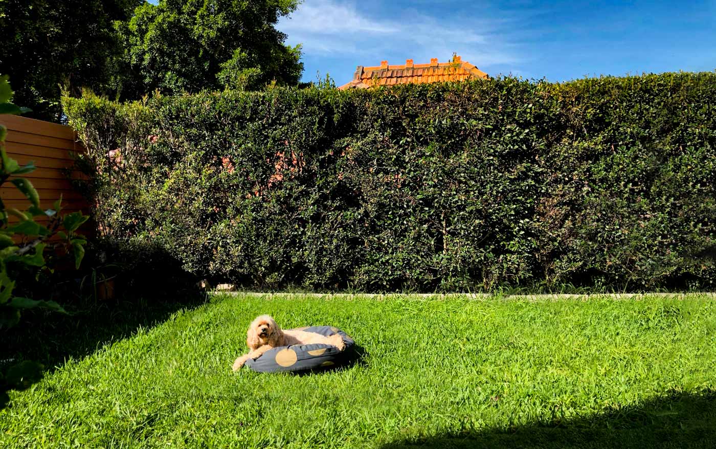 Private Dog Boarding Stay: Small Dogs