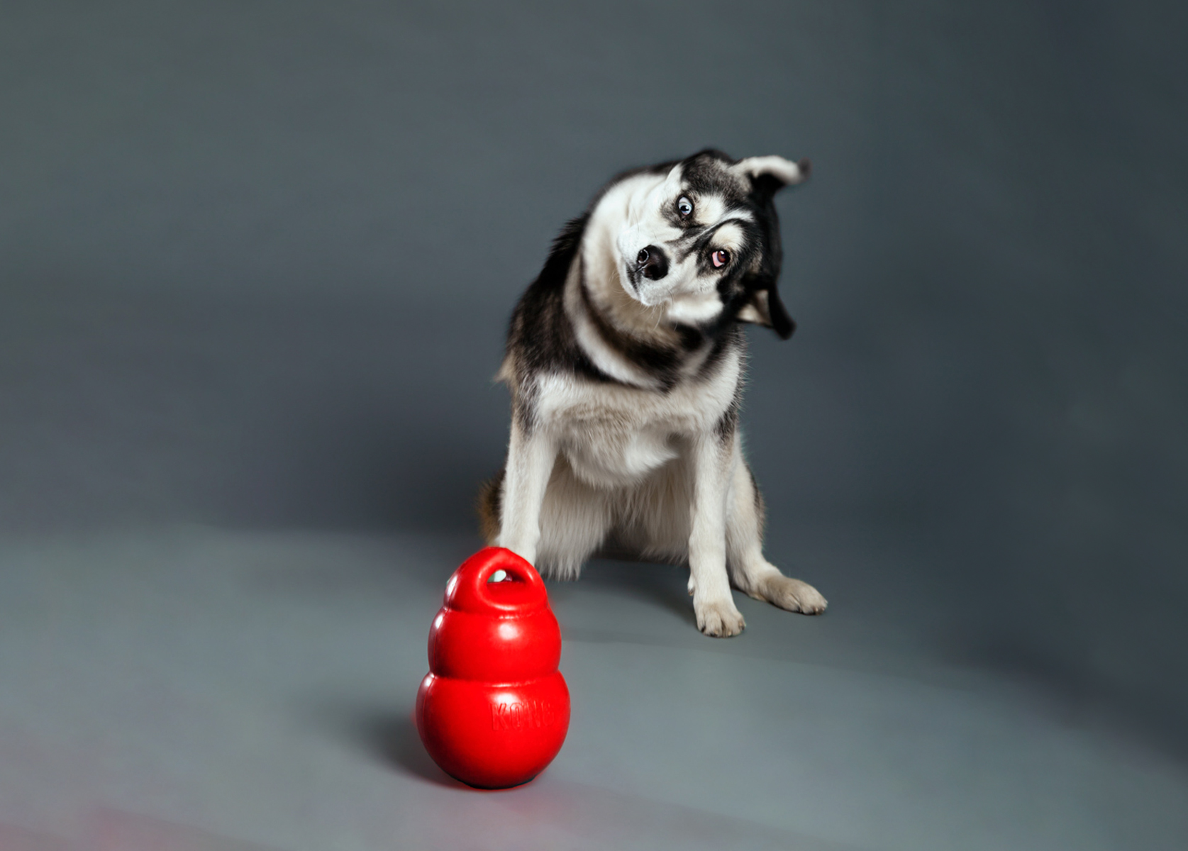 Individual Dog Training (over 6 months)