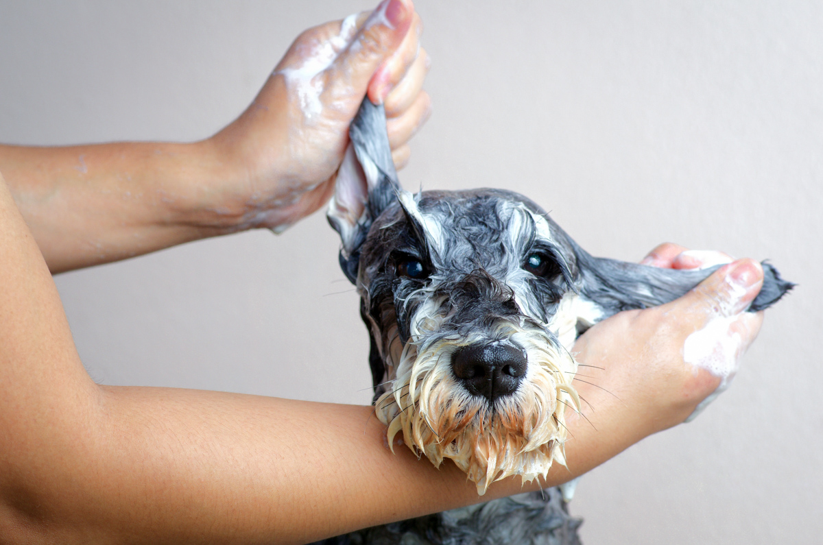 Tails of The Bay pet services