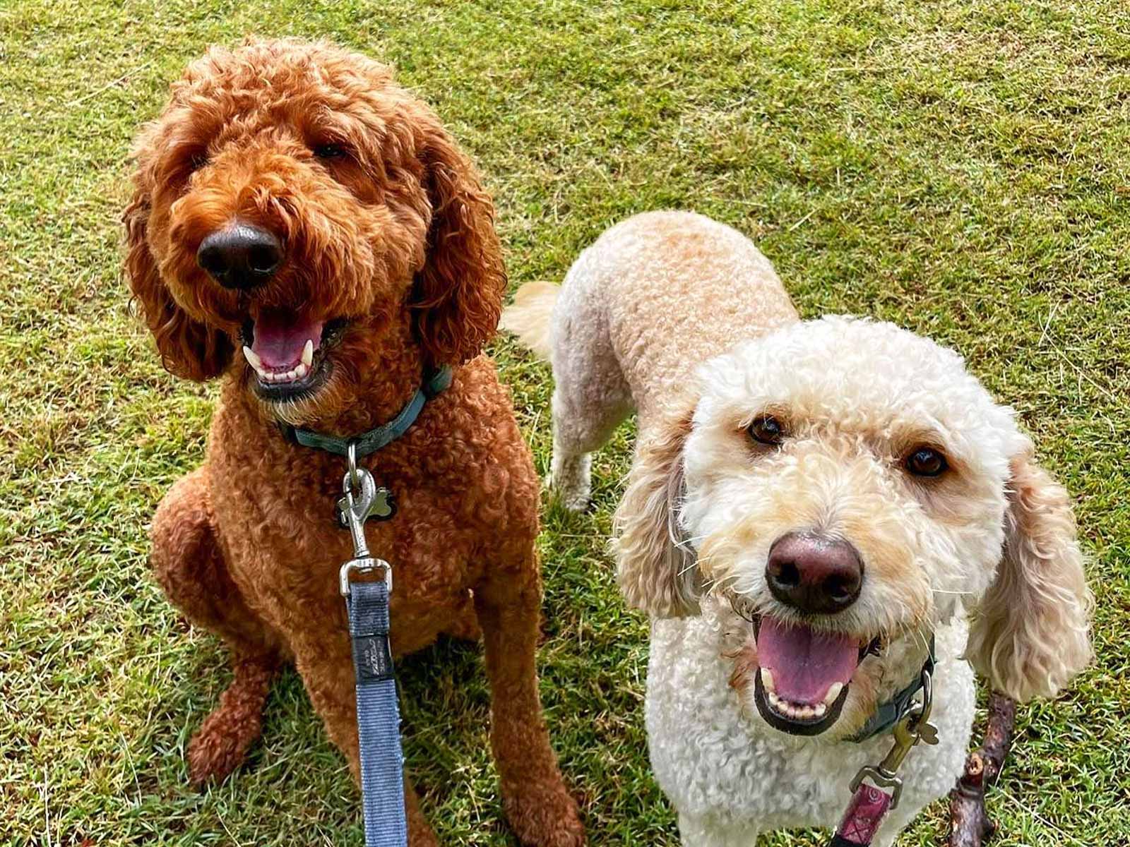 1x Additional Dog, Same House-hold