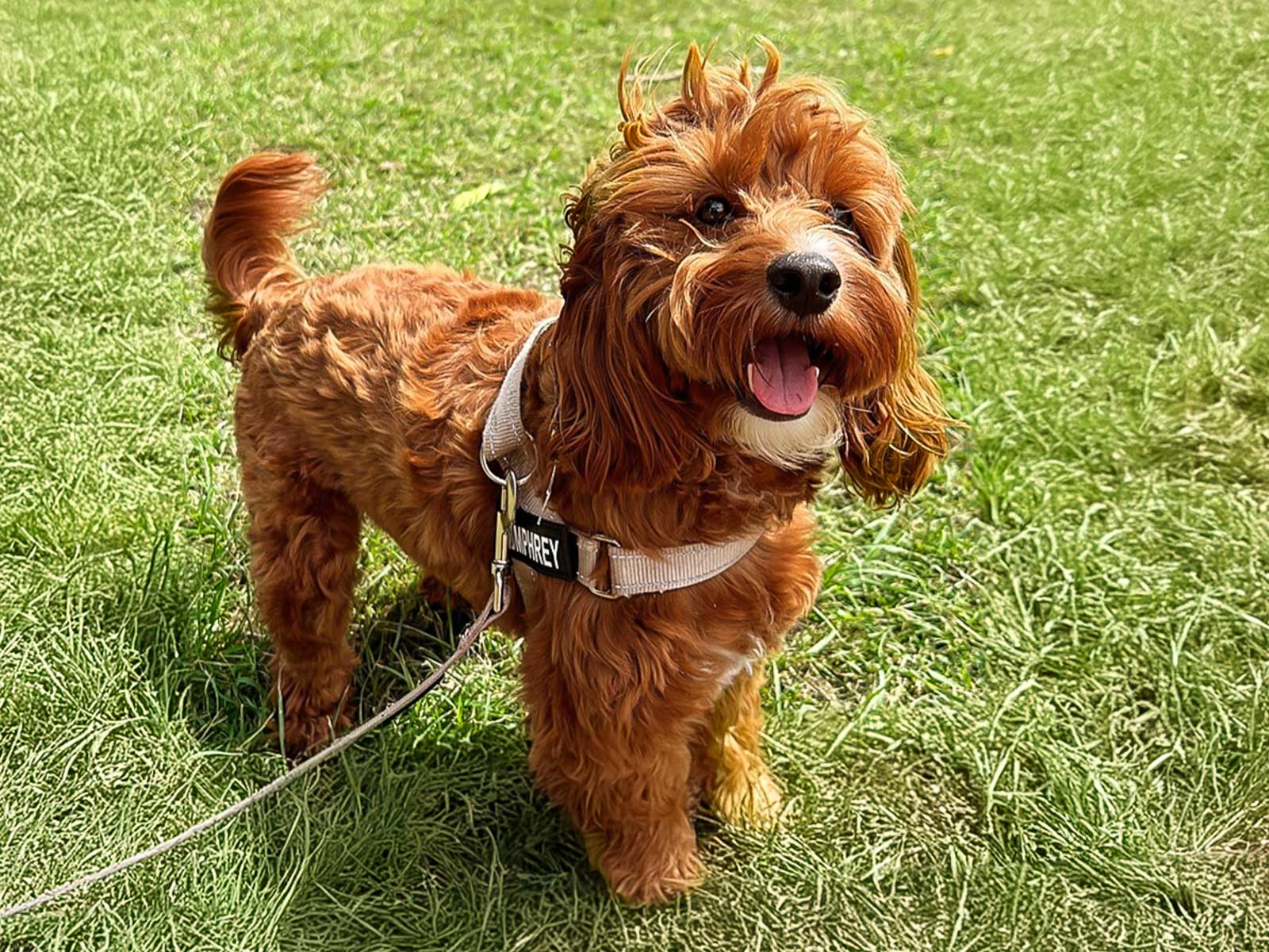 Weekday Pet Day Care: Pet Carer's Premise (Special Rate)