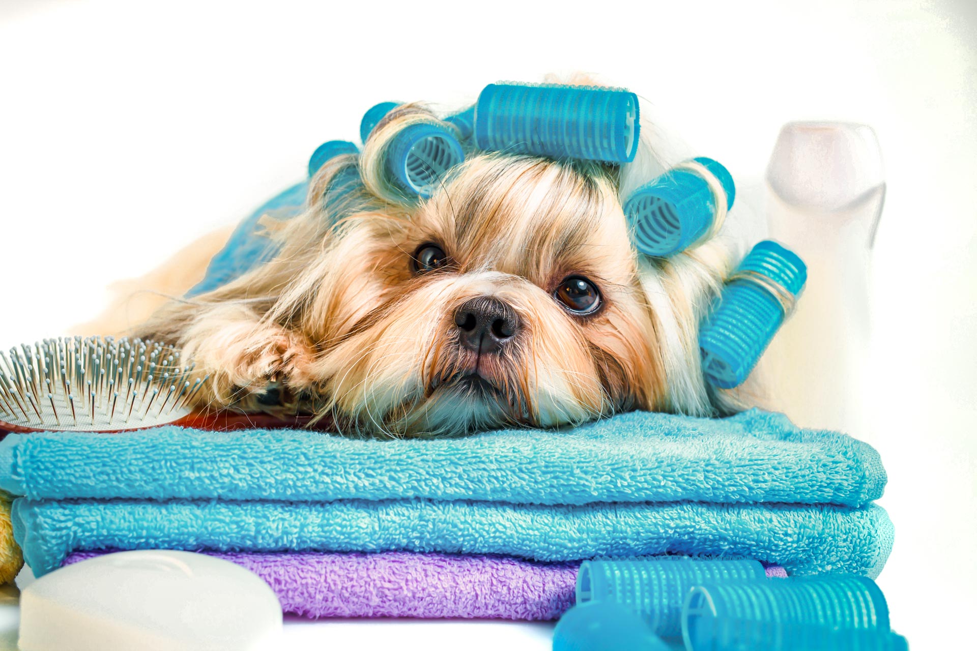 Tails of The Bay pet services