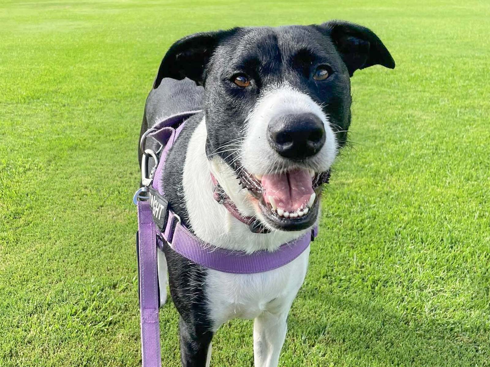 Weekday Dog Walking: 1.5 hours