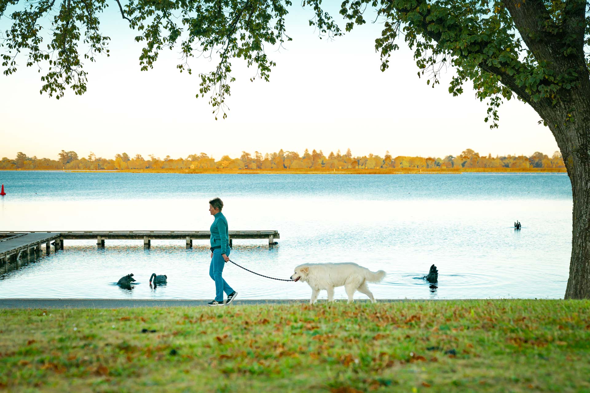 Solo Dog Walking: 1 hour (Additional Dog)