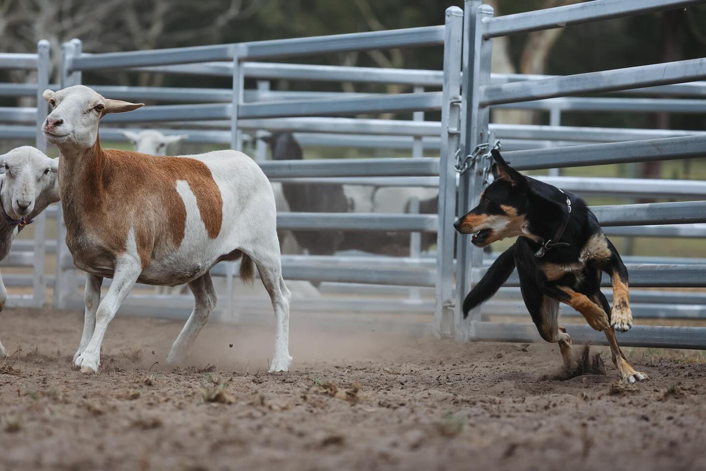 Herding Lesson: 2nd Dog Request