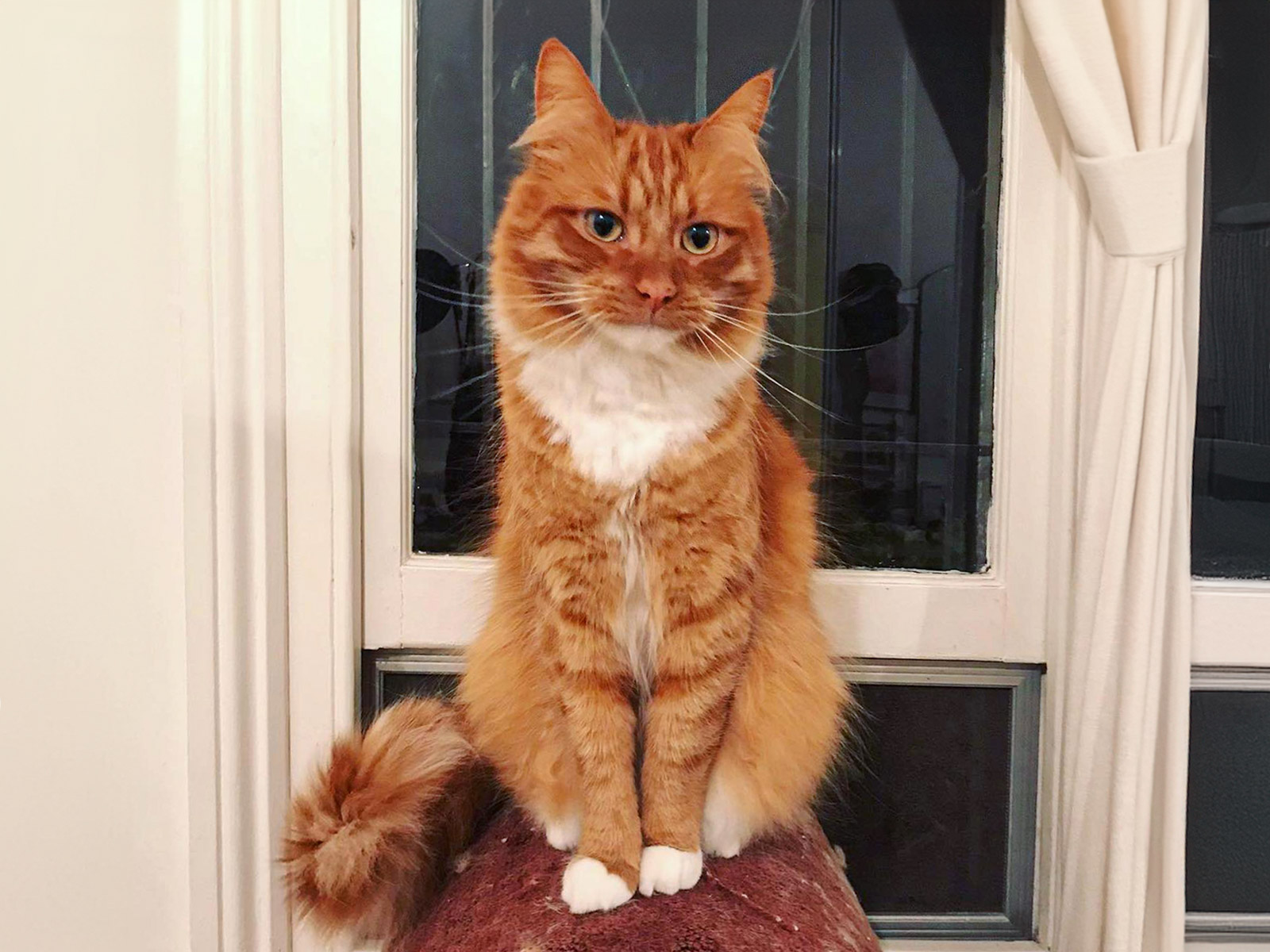 Weekday Home Visits: 1 hour (Special Rate)