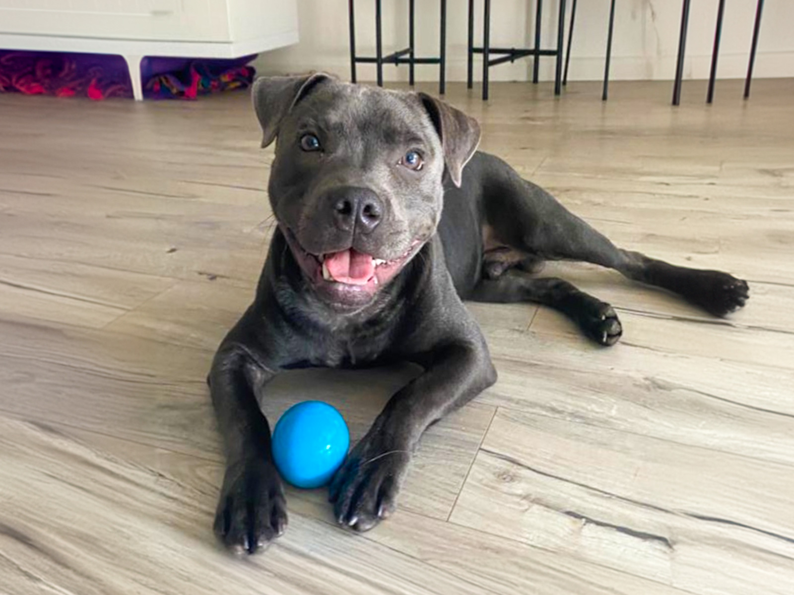 Sydney Side Pet Care pet services