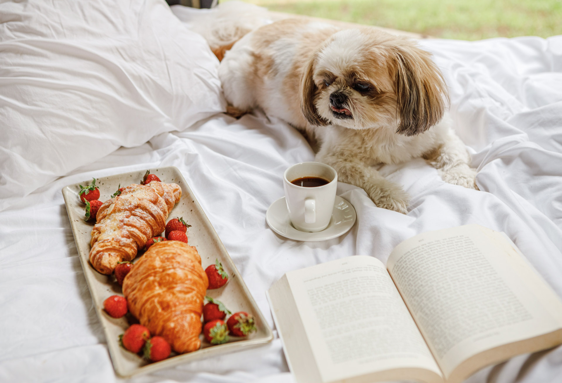 Puppy Minding: 1 Night Stay