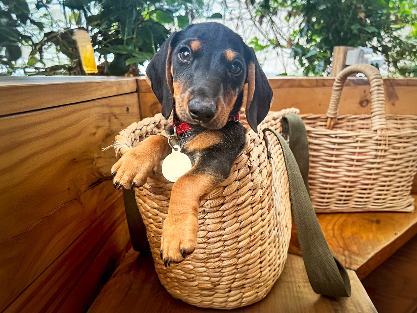 Overnight Stay Extended: Pet Carer's Premise (7+ Days)