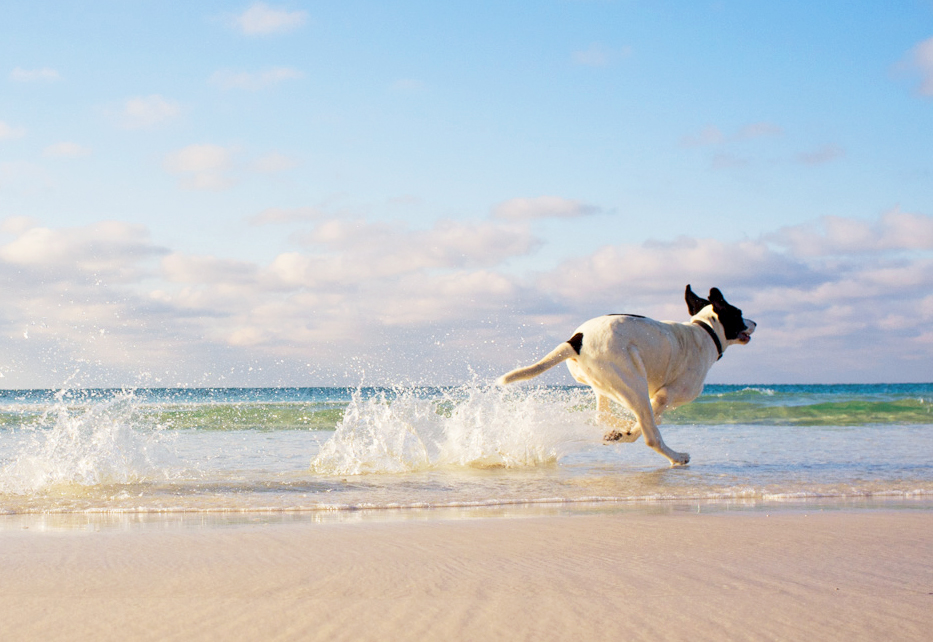 Play & Train - Initial Assessment Session