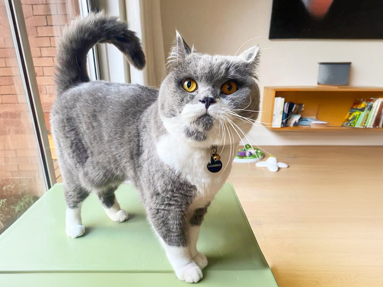 Weekend Pet Day Care: Pet Owner's Home (Special Rate)