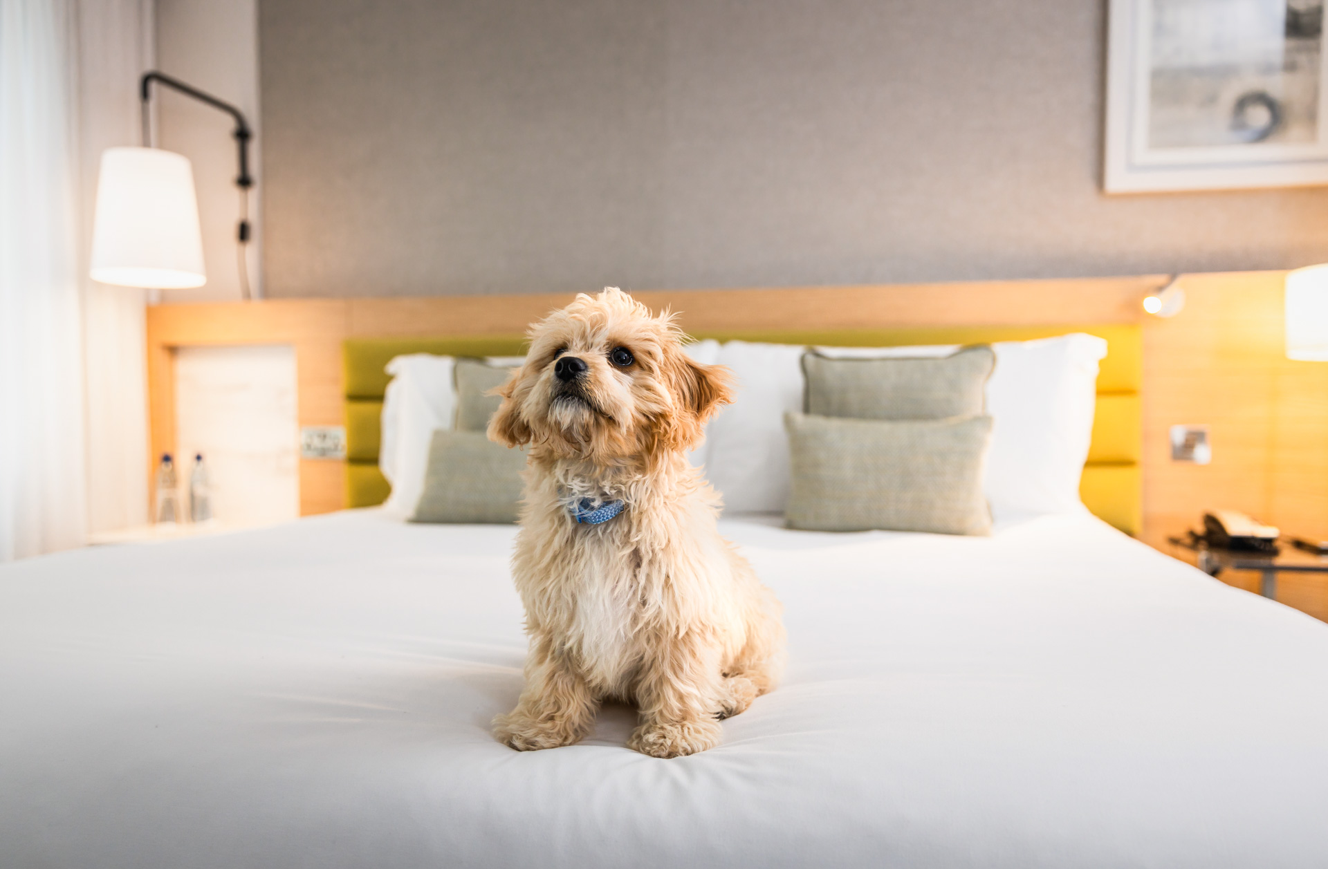 Housesitting: 1 Night Stay