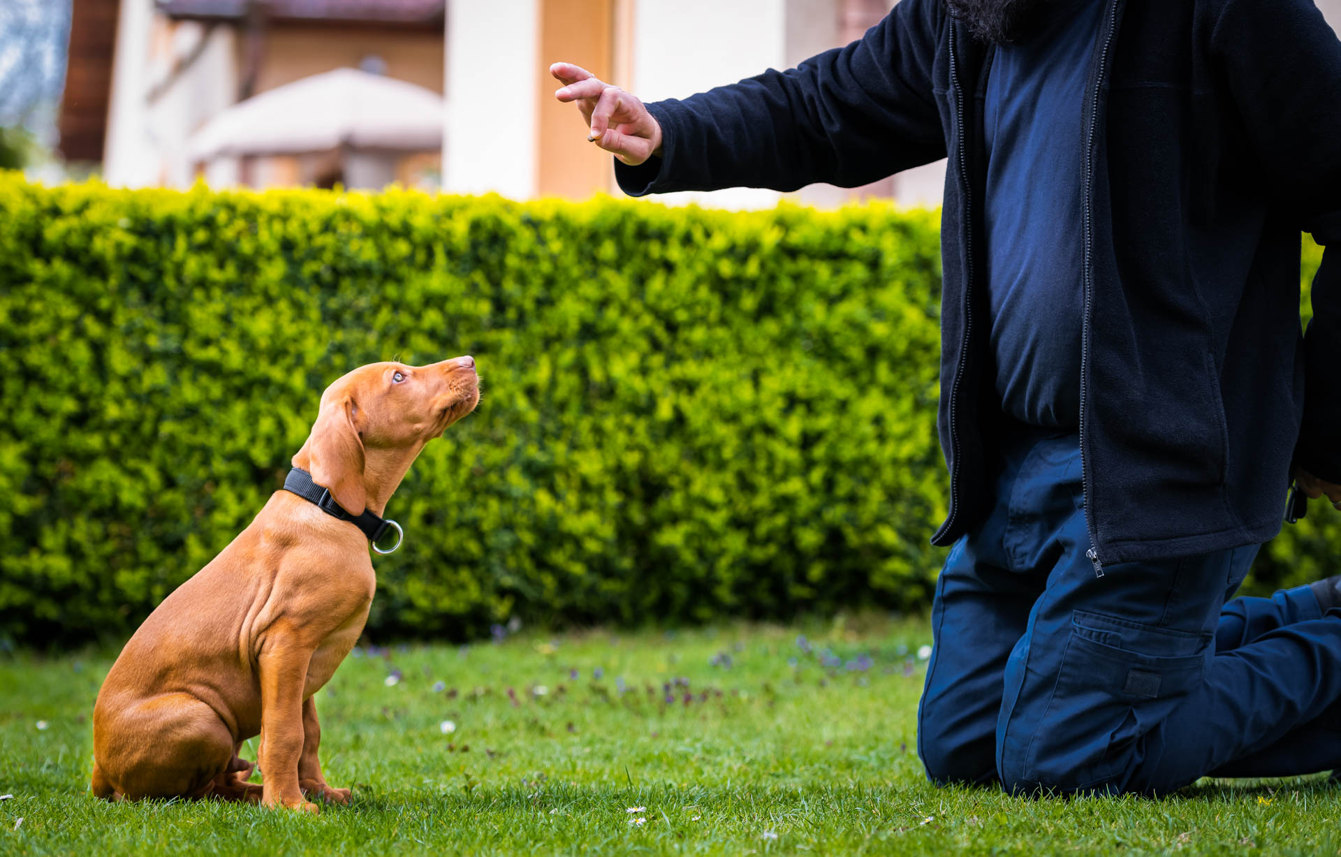 The Dog Sessions pet services