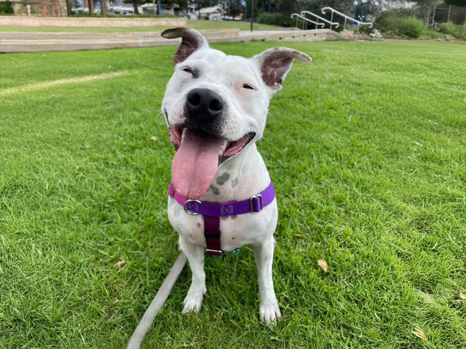 Weekend Pet Day Care: Pet Carer's Premise (Special Rate)