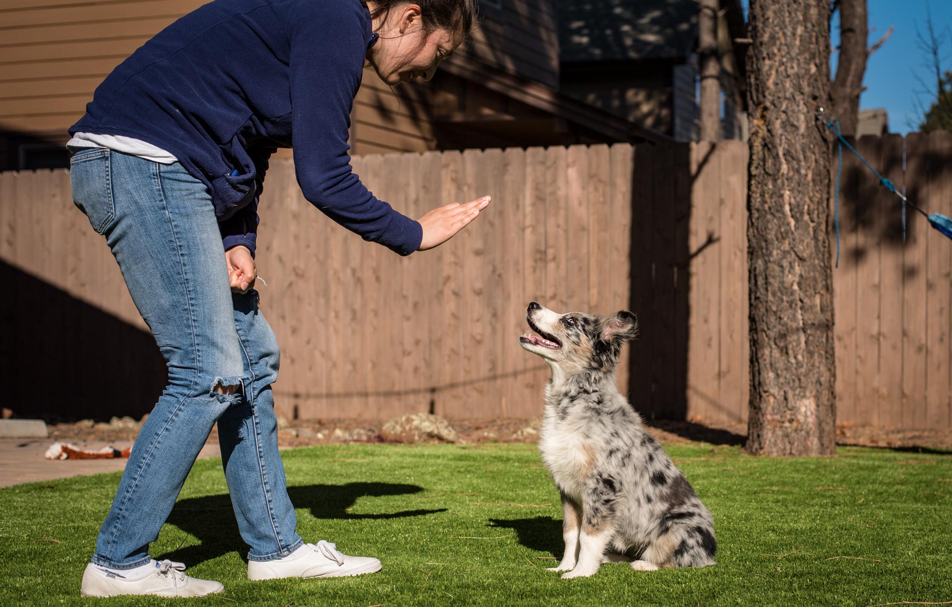 Group Weekday Dog Walk: 1hr