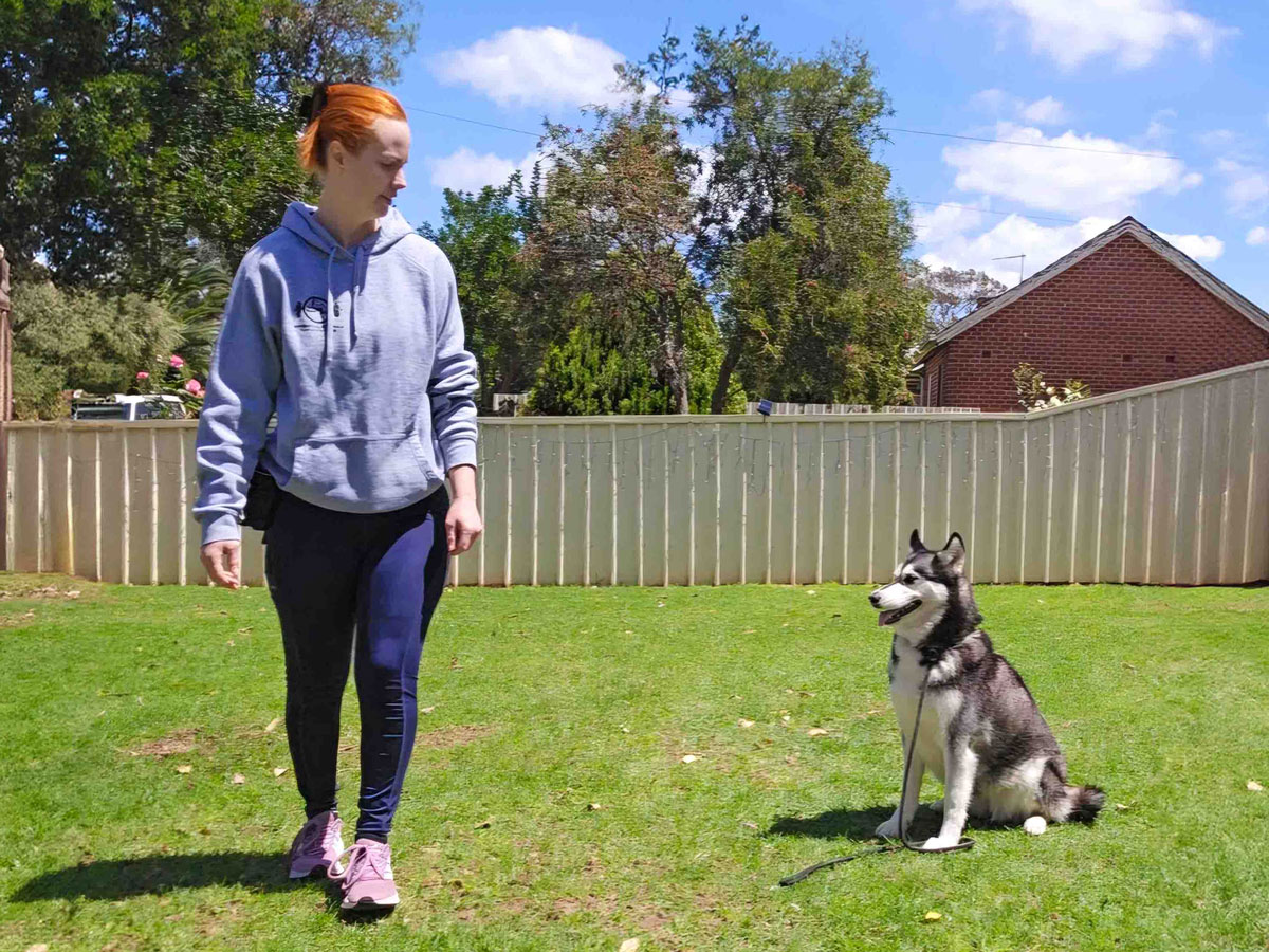 Leadership K9 Training pet services