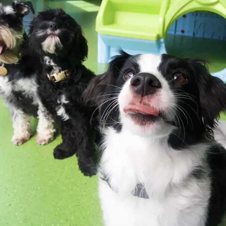 Dogtropolis Doggy Daycare pet services