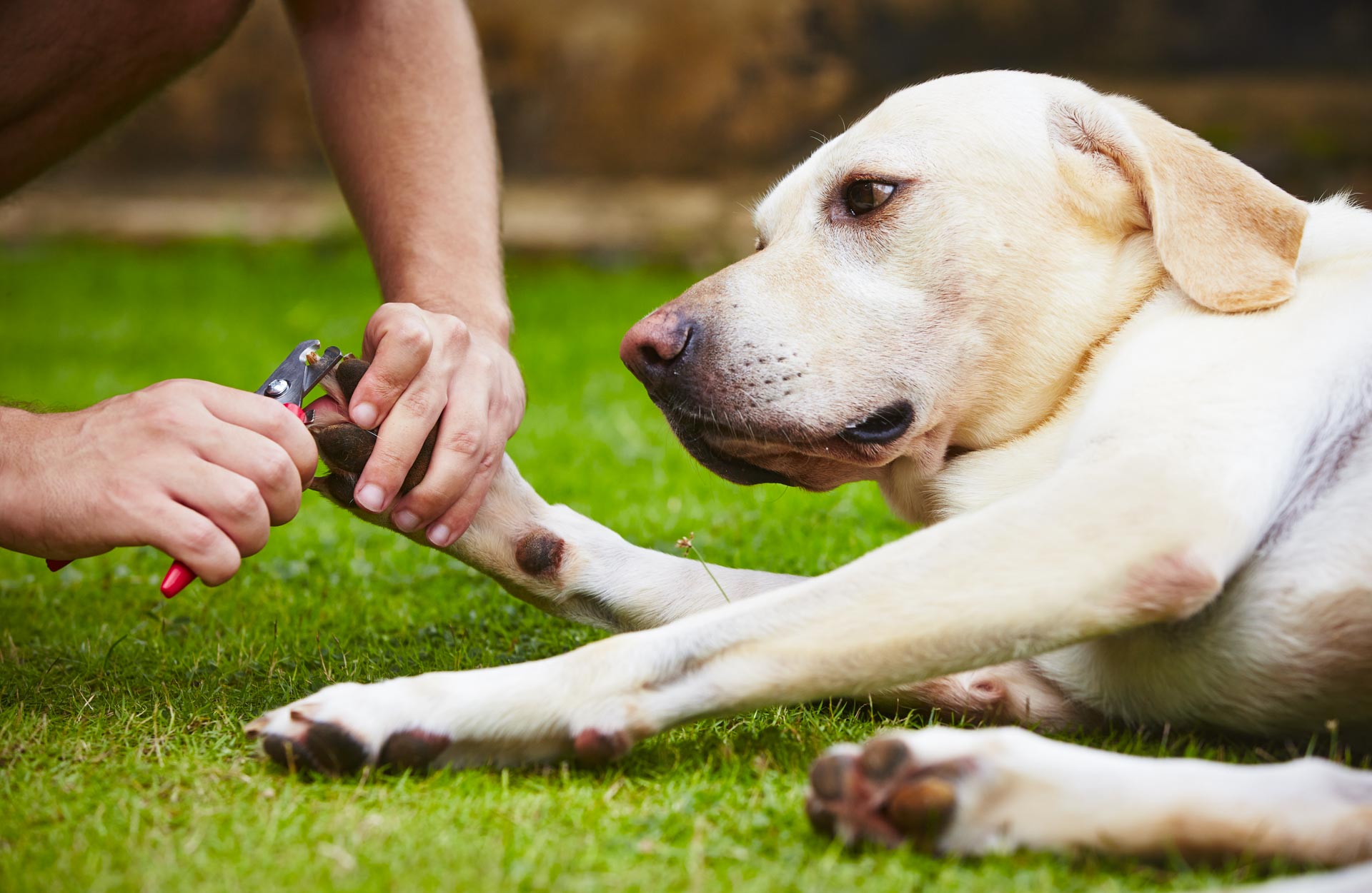 Dogtropolis Doggy Daycare pet services