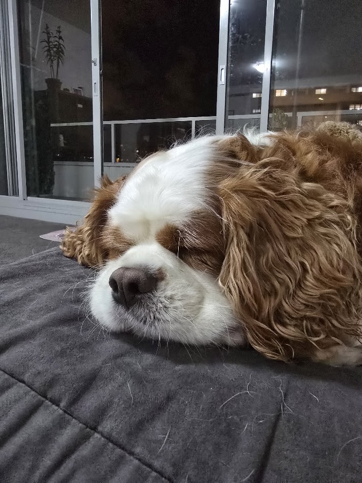 The Woofy Inn pet services