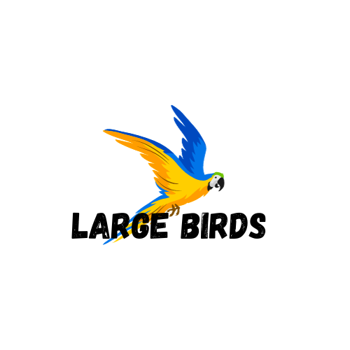 Large Parrot Boarding