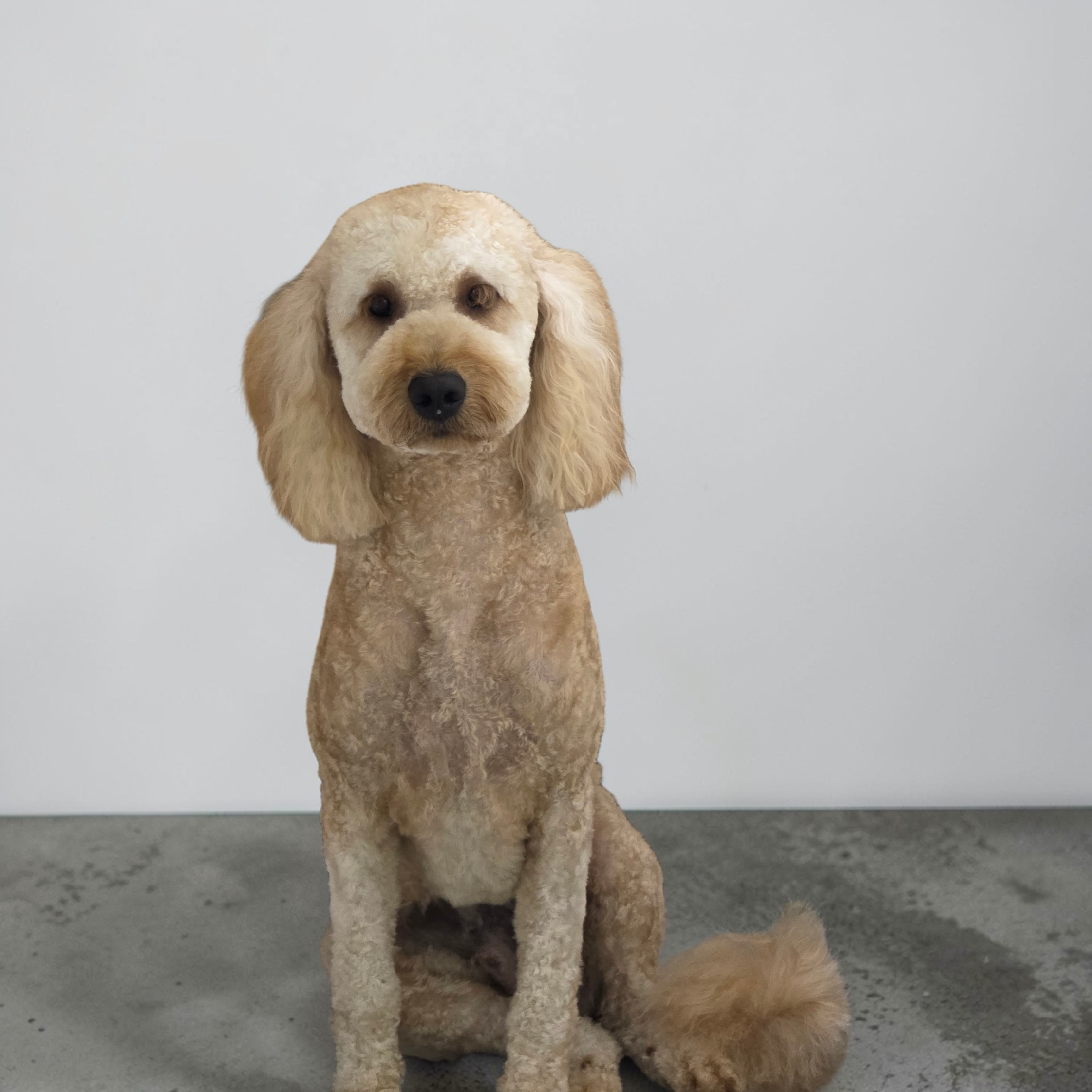 Xl Full Groom - 36 to 45 Kg