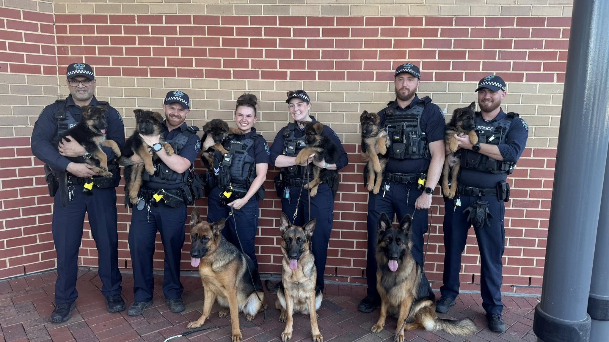 Nimeria Puppy Catch-Up | Professional Groom & Training Session