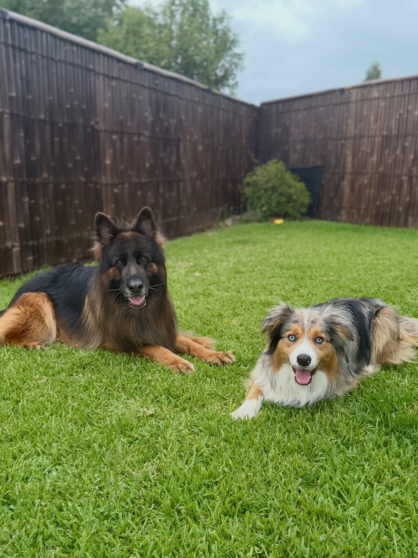 Pet Paradise Sydney pet services