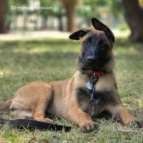 Dabble Dog Sports pet services