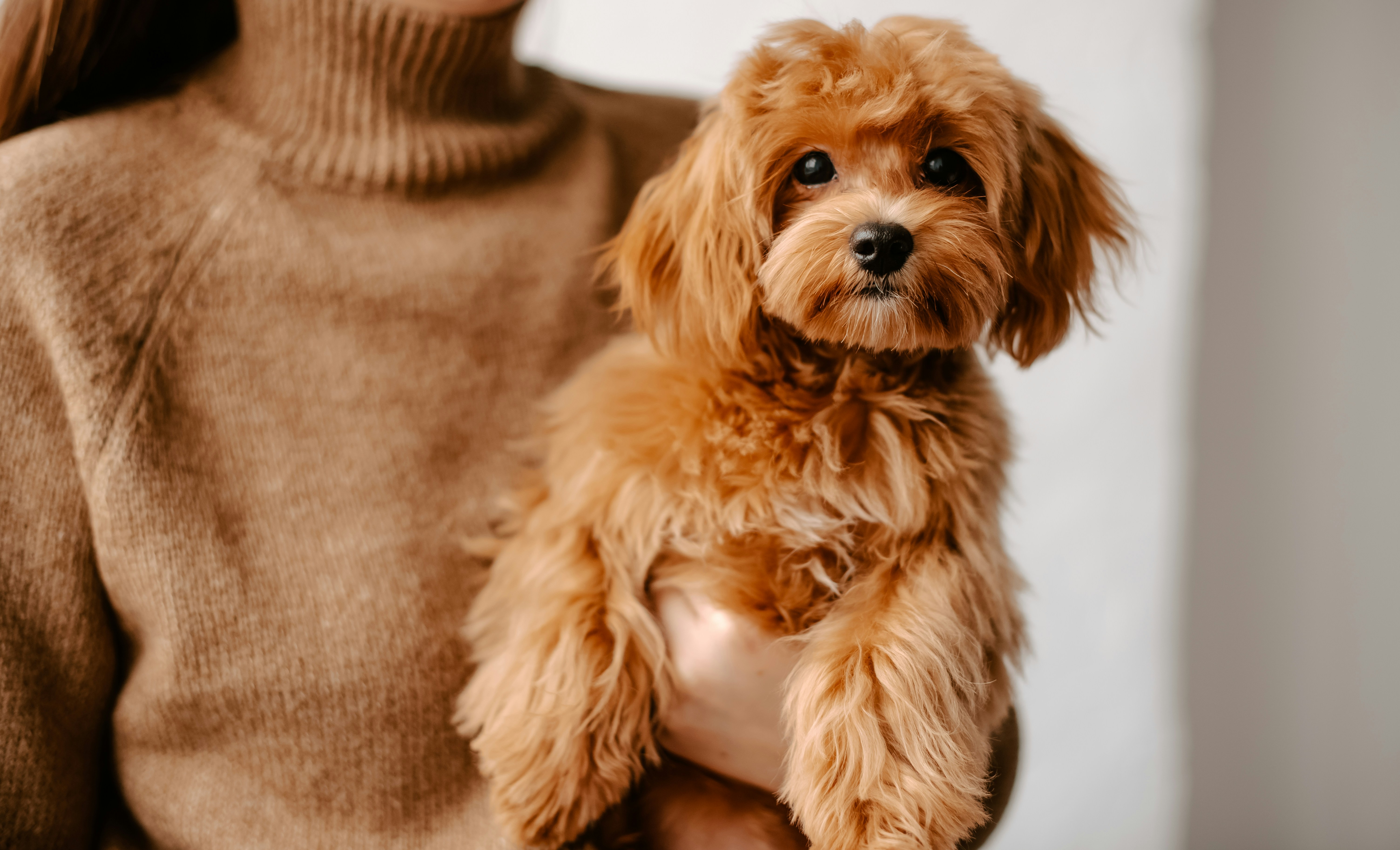Bath & Blow Dry | Toy/Small Dogs <10kg