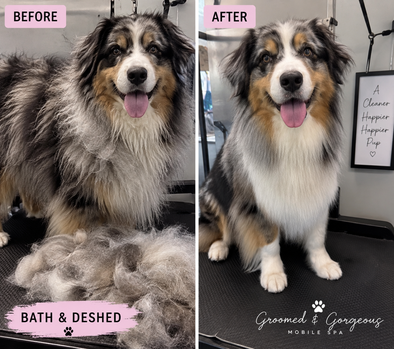 Bath & Deshed Long coat Small dog up to 8 kg