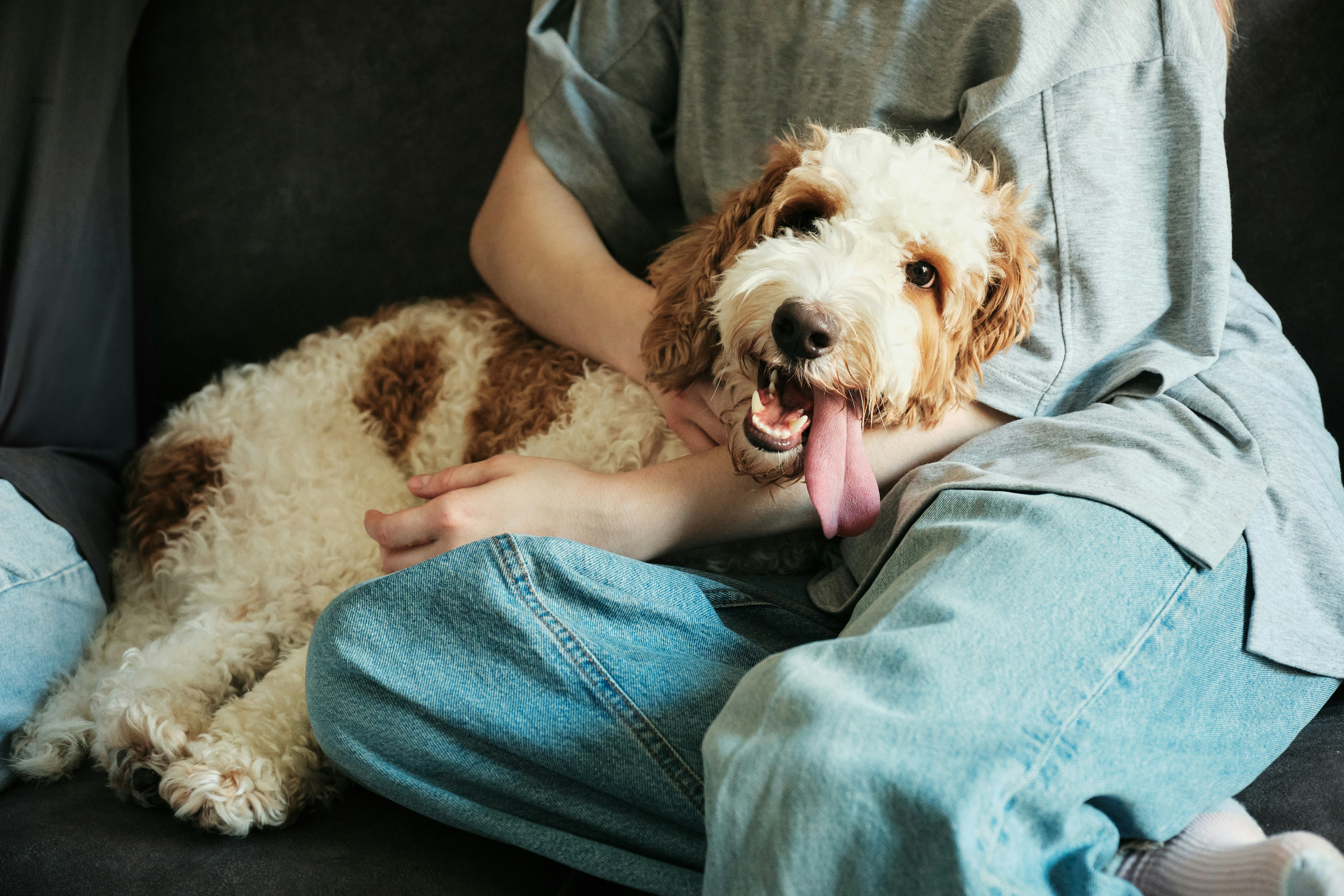 Full Groom | Toy/Small Dogs <10kg