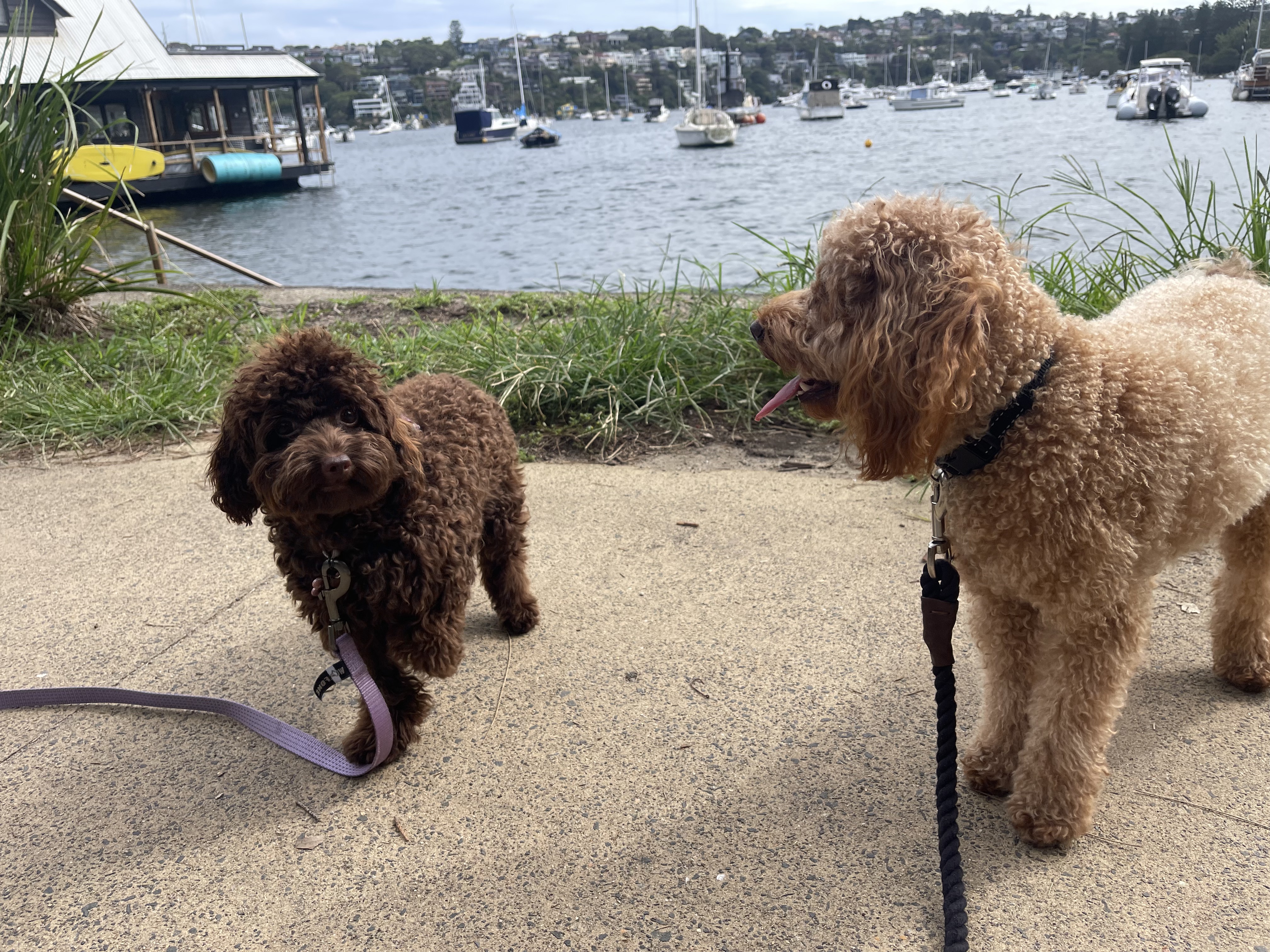 Group Pack Walk: Multi-Pet