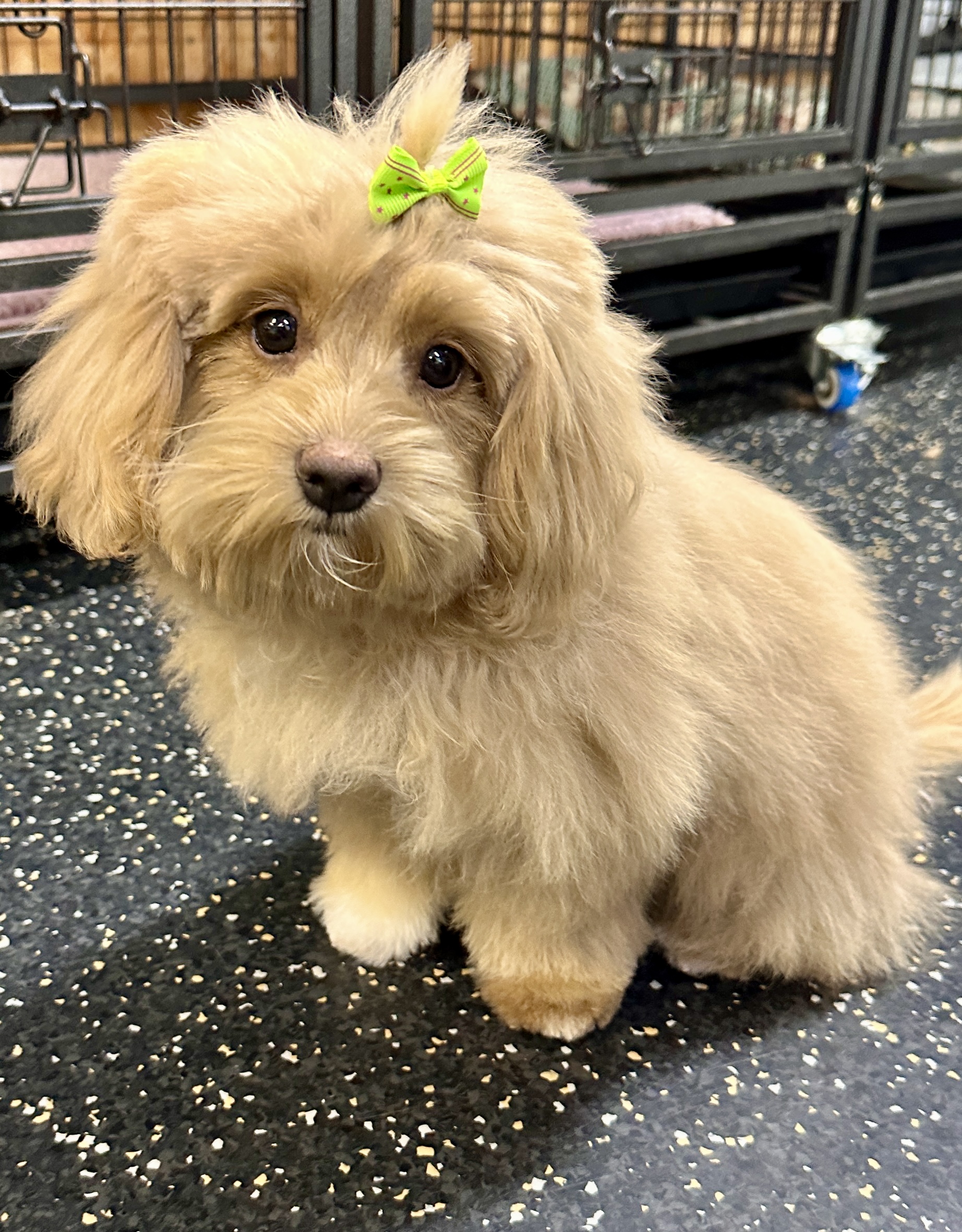 Puppy Introduction Groom