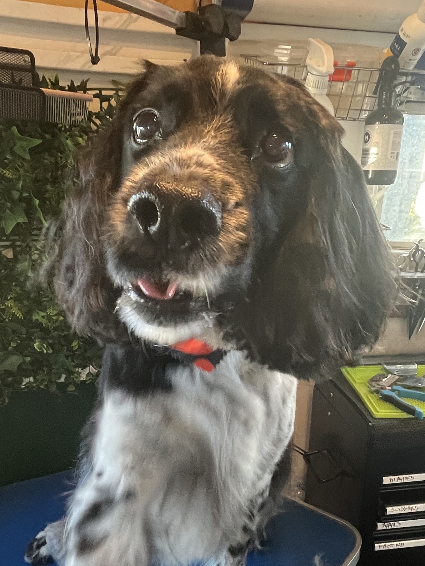 Breed Style Cut