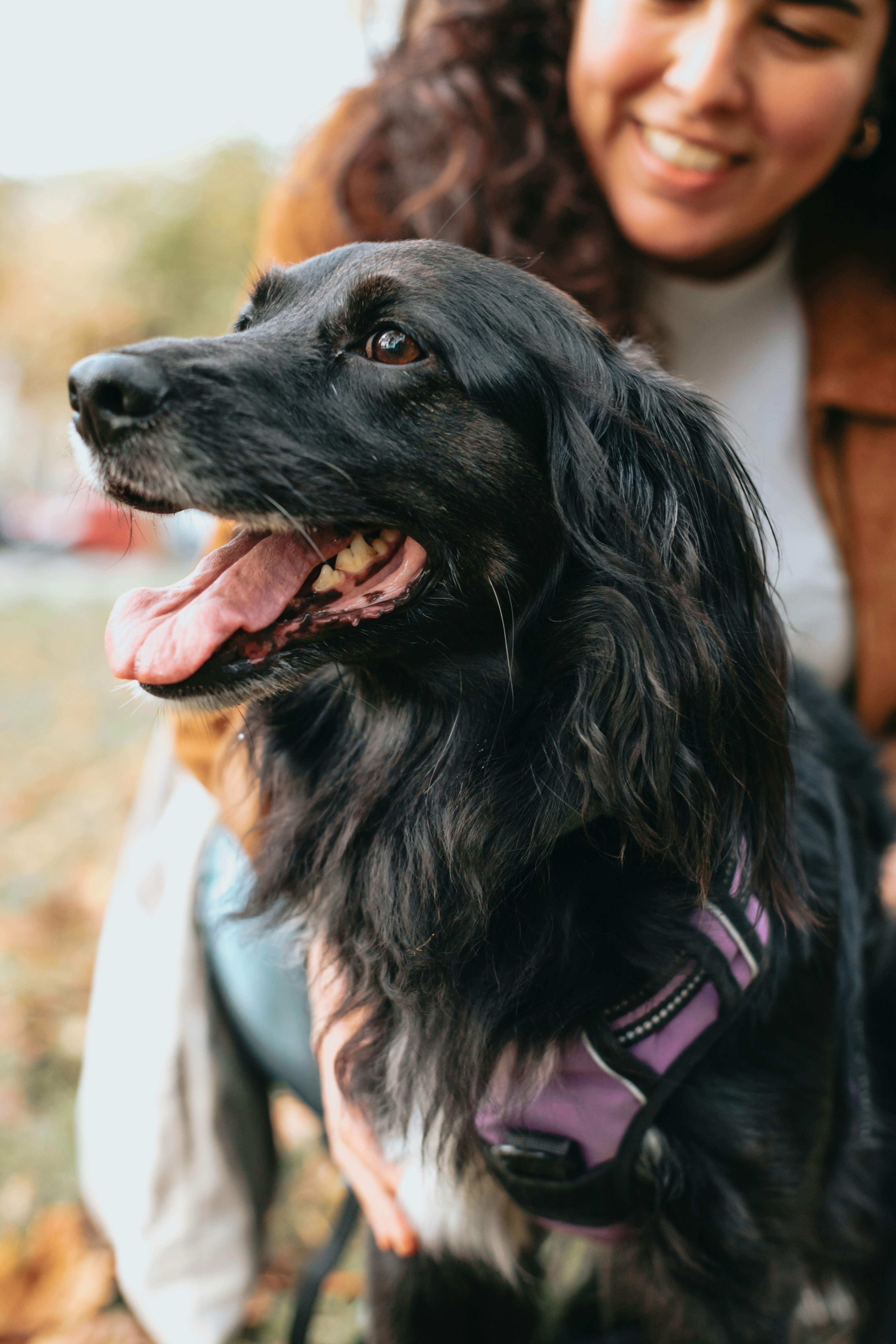 Long Hair/Double Coat Deshed | Toy/Small Dogs <10kg