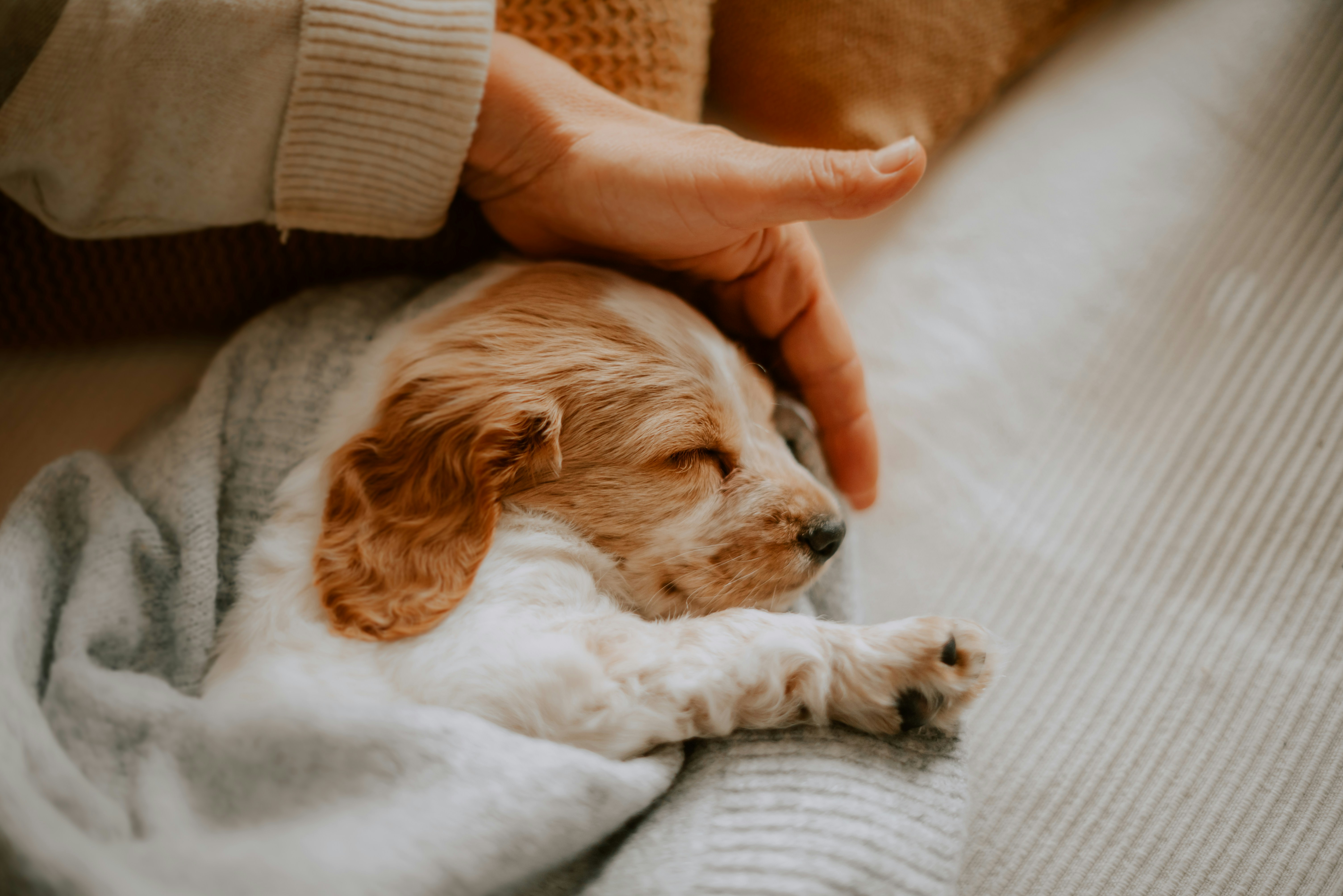 Puppy's First Temple Visit