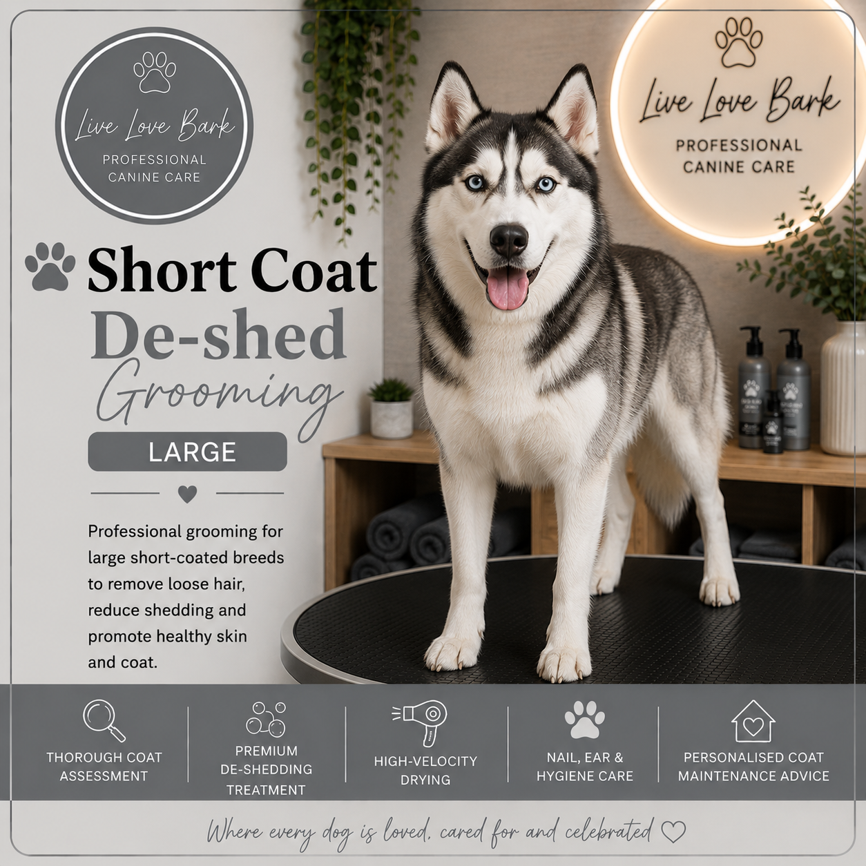 🦴 Short Coat De-shed Grooming (Large)