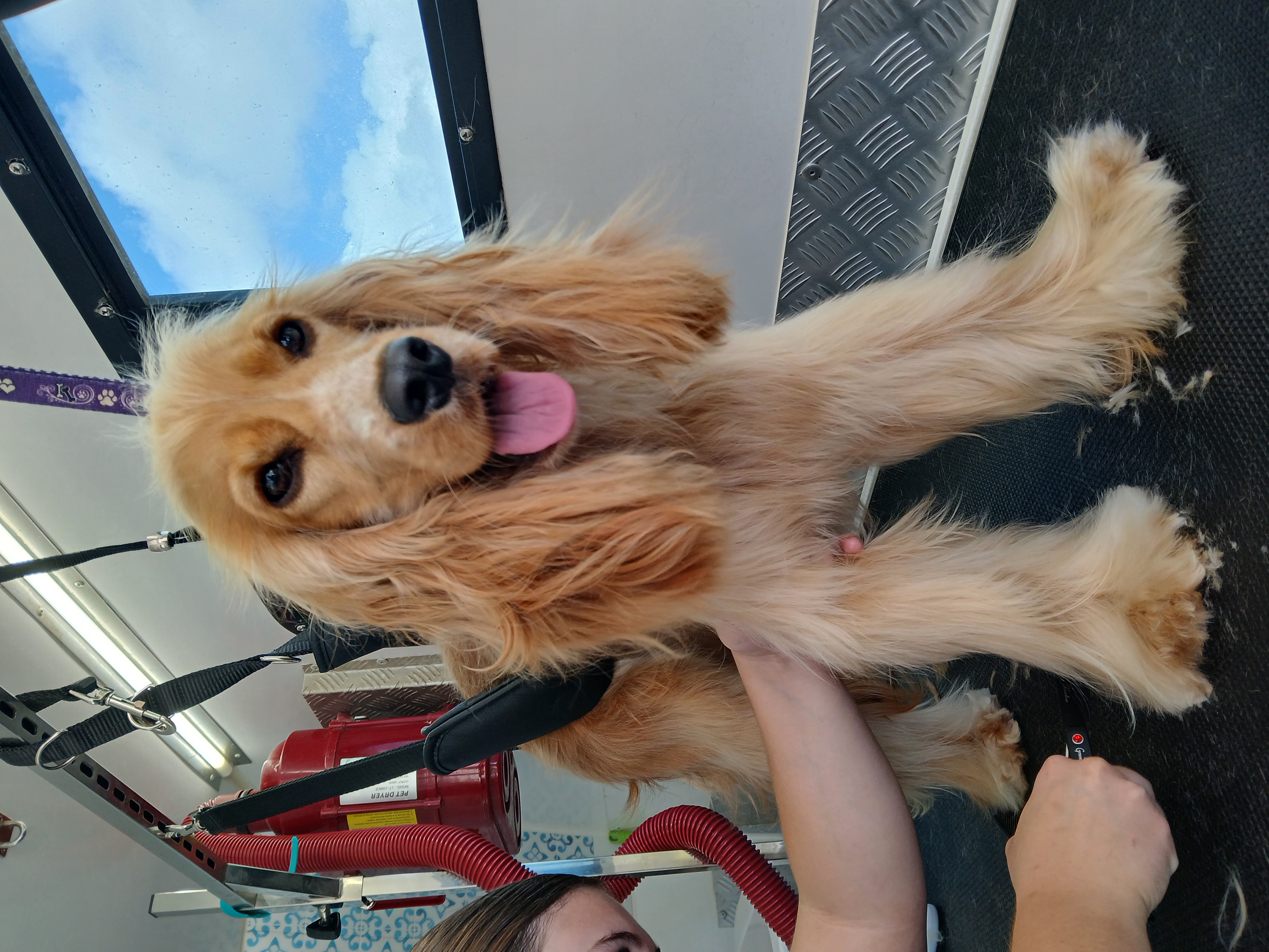 Puppy Groom - All Coat Types - Small (under 9kg)