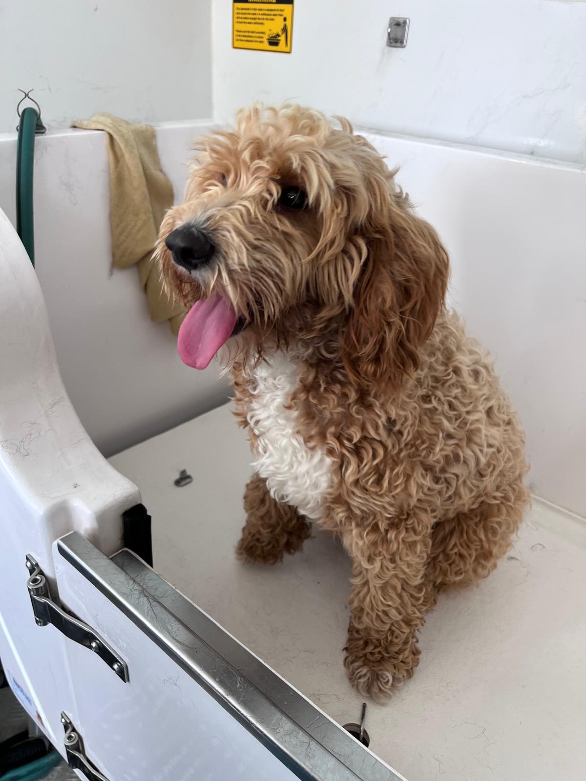 Wash & Blow Dry - Smooth/Short Coat - Small (under 9kg)