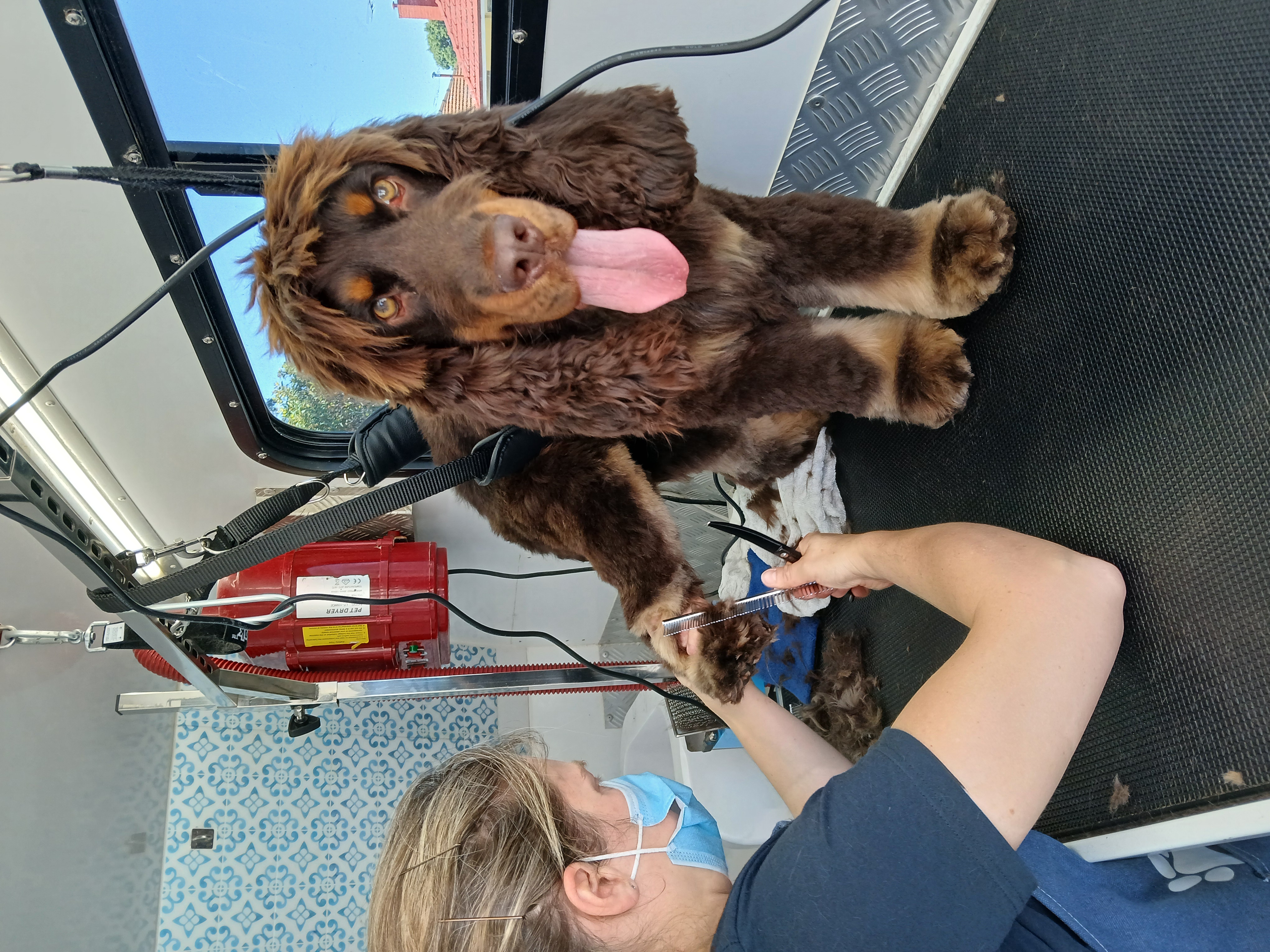 De-Shed & Tidy - Smooth/Short Coat - Small (under 9kg)
