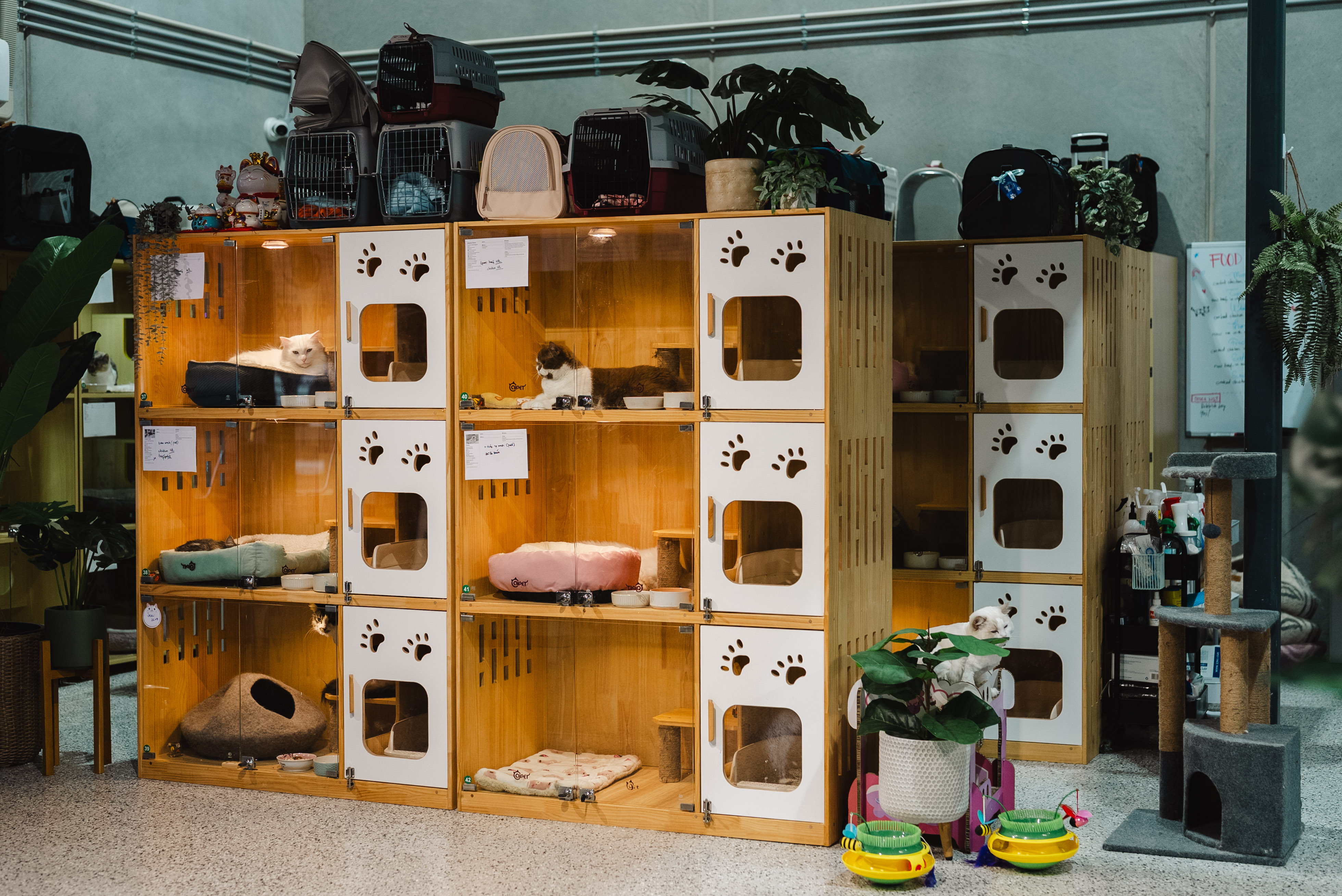 XMMO Cat Hotel & Spa pet services