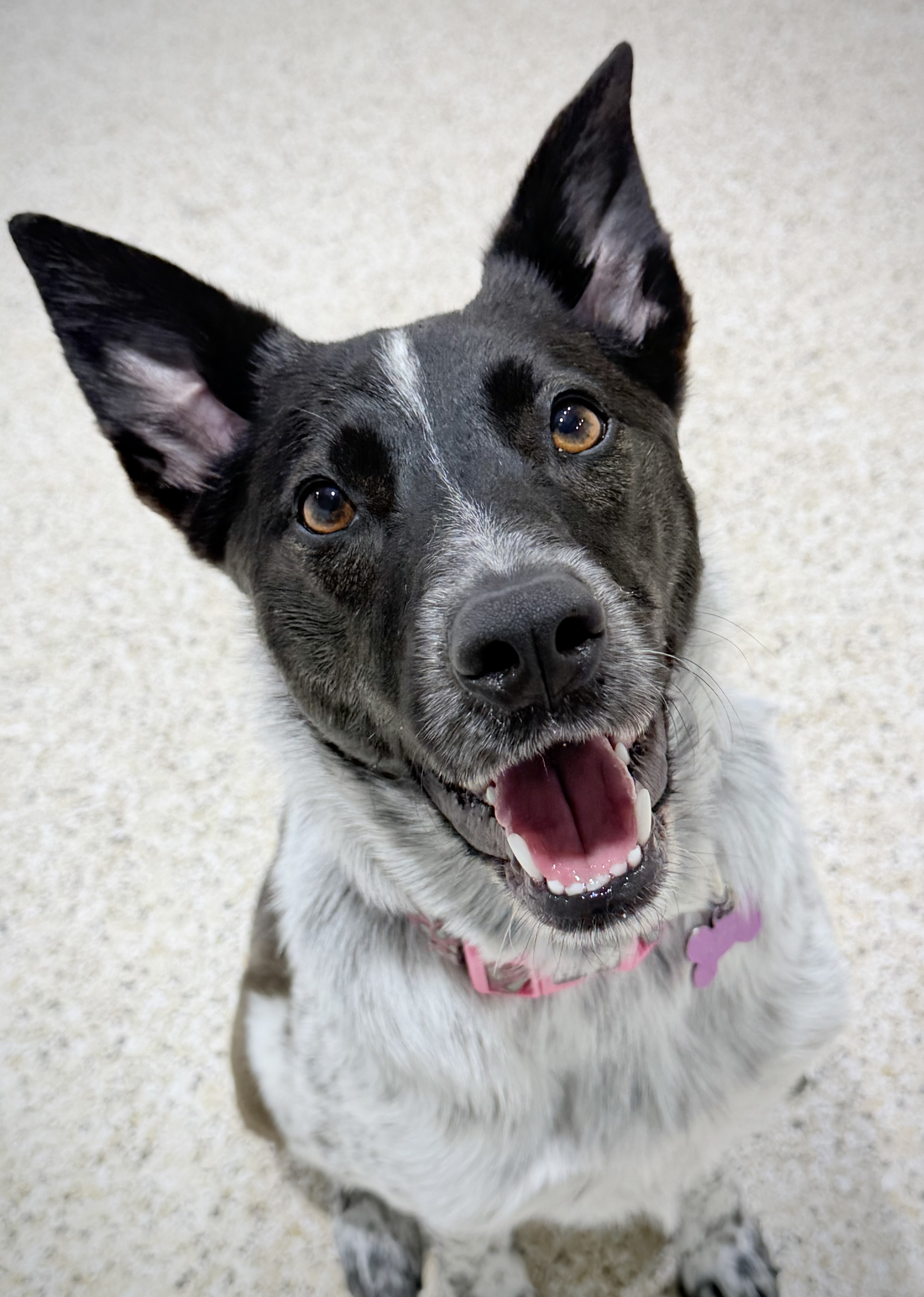 Houndz Paradise pet services