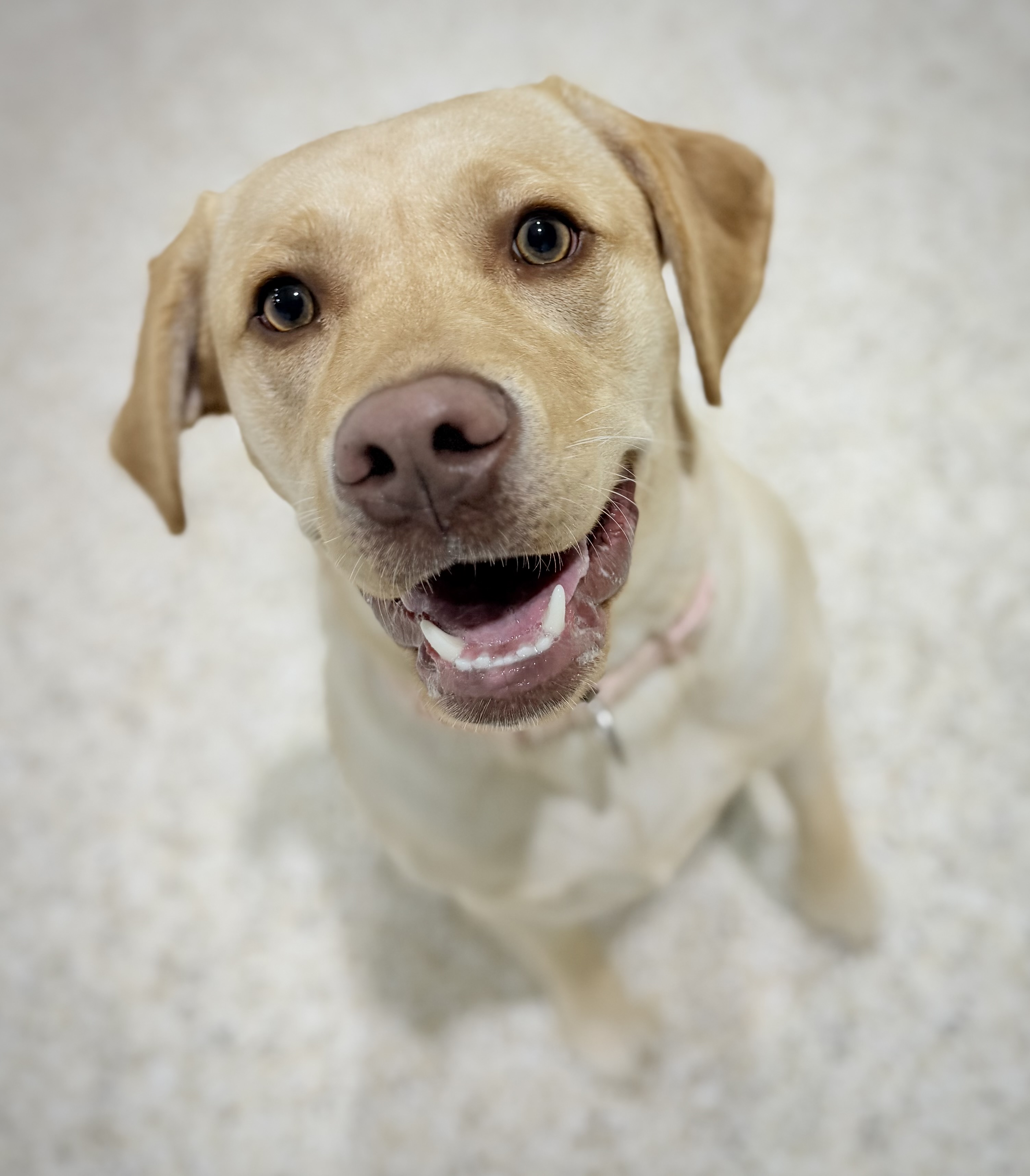 Houndz Paradise pet services