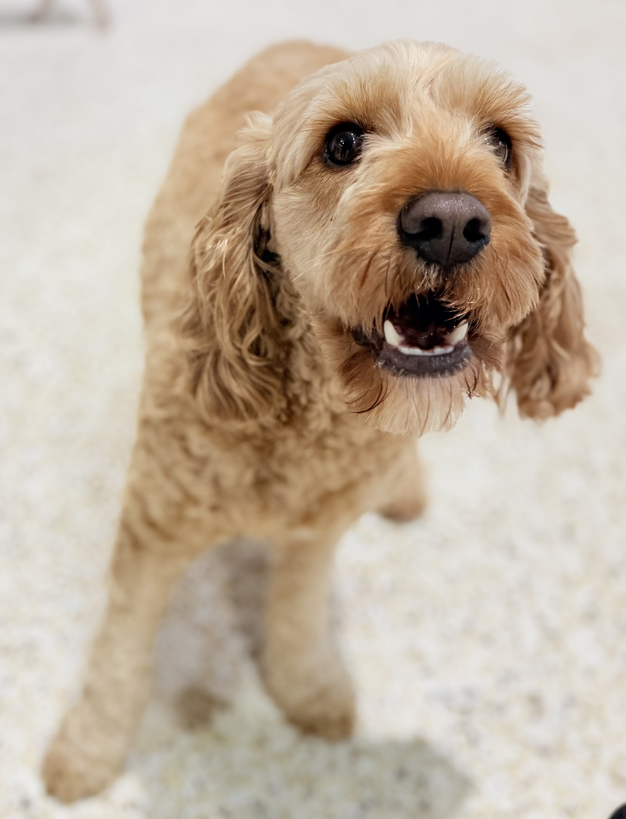 Houndz Paradise pet services